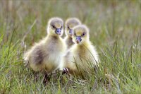 763 - GREYLAG GOSLINGS LOOKING FOR MUM - CALVERT CARRIE - united kingdom <div